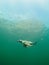Common guillemot, Uria aalge. St Abb\\\'s Head & Eyemouth. Diving, Scotland