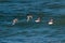 Common Guillemots in flight, Dorste, UK.