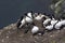 Common guillemots spectacled morphs sit over the Barents sea, Novaya Zemlya 1