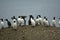 Common guillemots spectacled morphs sit over the Barents sea, Novaya Zemlya 1