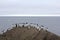 Common guillemots spectacled morphs sit over the Barents sea, Novaya Zemlya 1