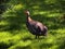 The common Guinea-fowl, Numida meleagris, a large dark gray birds in the grass.