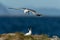 Common gull and black-backed gull