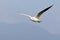 Common gull Black-headed Gull in flight