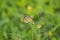 Common Gull butterfly in yellow and white feeding on flowers