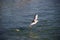 Common gull catching fish above water