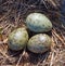 Common Gull Eggs.