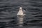 Common gull floating on the north sea