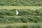 Common gull in the freshly cut grass, making hay