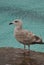 Common Gull - Larus canus