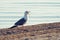 Common Gull (Larus canus)