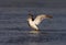 Common gull, Larus canus,