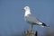 Common gull, Larus canus