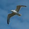 Common Gull, Larus Canus flying over a sea