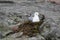 Common Gull, Larus Canus in Nest Incubating