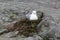 Common Gull, Larus Canus in Nest Incubating