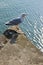 Common Gull, Larus Canus, screaming with wide open beak and tongue out on harbour wall. With comical shadow.