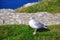 Common Gull, Tintagel, Cornwall, England, UK