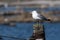 Common Gull on a wooden post