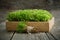 Common Haircap Moss in wooden crate on table