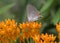 Common Hairstreak Butterfly