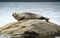 Common or Harbour Seal basking on rock