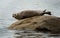 Common or Harbour Seal basking on rock