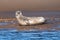 Common or Harbour Seal - Phoca vitulina looking.