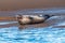 Common or Harbour Seal - Phoca vitulina, yawning.