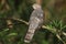 Common hawk-cuckoo
