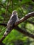 Common Hawk Cuckoo bird sitting on a branch in light shaded area.