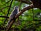 Common Hawk Cuckoo on a branch in shaded area.