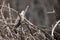 Common Hawk Cuckoo closeup perching