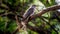 Common Hawk-Cuckoo perched on a tree within a shaded area