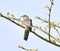 A common hawk cuckoo sitting on a tree branch