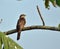 Common hawk-cuckoo young