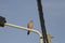 Common hawk perched on a street lamp