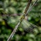 Common Hawker dragonfly Aeshna juncea on a branch