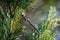 Common Hawker dragonfly on a pine tree