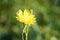 Common hawkweed in bloom closeup view with green blurred background
