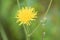 Common hawkweed in bloom closeup view with green blurred plants on back