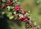 Common hawthorn berries hanging on tree
