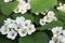 Common hawthorn branch, Crataegus monogyna, oneseed hawthorn, single-seeded hawthorn with tiny white flowers in the spring with a