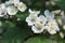 Common hawthorn branch, Crataegus monogyna, oneseed hawthorn, single-seeded hawthorn with tiny white flowers in the spring with a