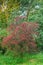 Common Hawthorn, Crataegus monogyna, full of red berries during autumn