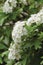 Common hawthorn crataegus monogyna shrub tree in bloom, wild white oneseed whitethorn blossom and leaves, blossoming flower heads