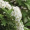 Common hawthorn crataegus monogyna shrub tree in bloom, wild white oneseed whitethorn blossom and leaves, blossoming flower heads