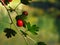 The Common hawthorn fruit on tree