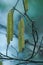 Common hazel catkins, spring blooming on blurred background - Corylus avellana