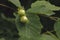 Common hazel, Corylus avellana,